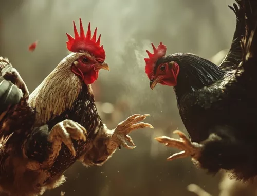 Sabong: History, Culture, and How to Bet on Cockfighting in the Philippines